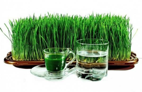 Vegán Zöld Búzafű italpor, lúgosító, méregtelenítő Natur Tanya®