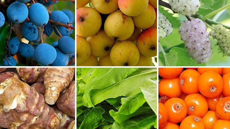 Elfelejtett magyar gyümölcsök és zöldsége. Ősi superfoodjaink