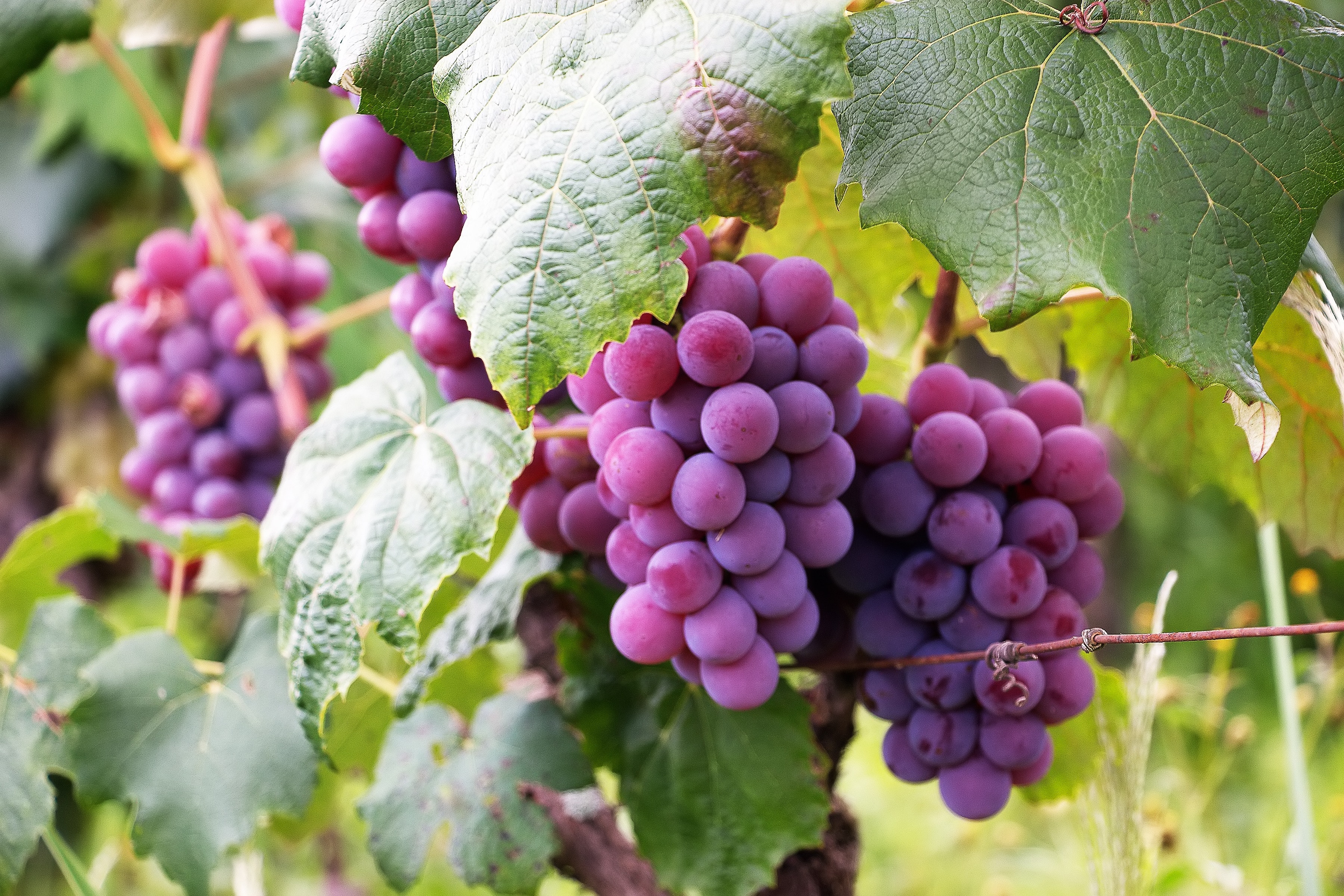 a szőlő és a szív egészsége)
