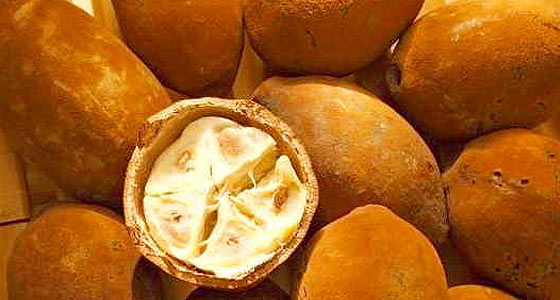 cupuacu egzotikus gyümölcs